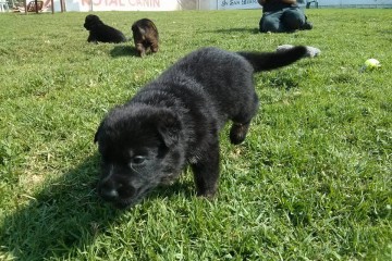 גורים בעיות התנהגות